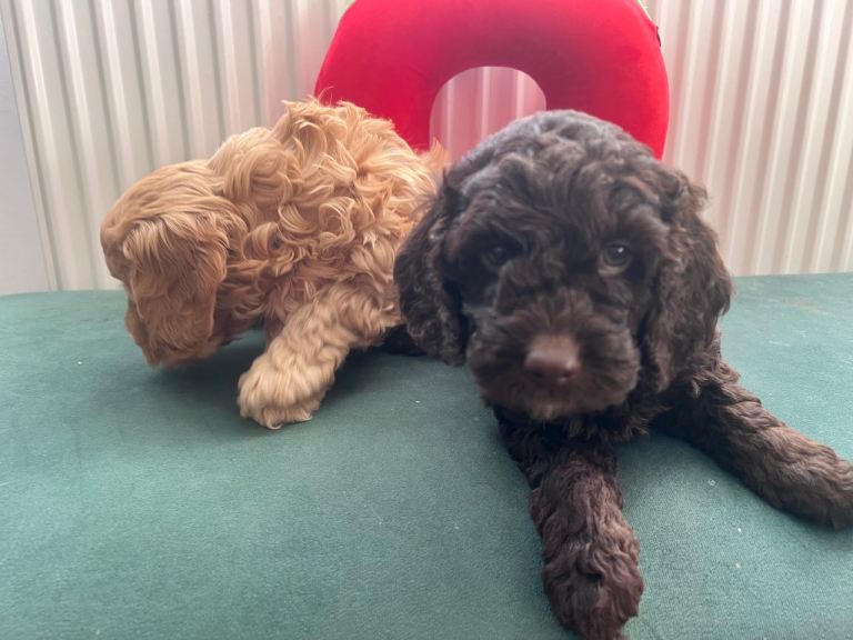 Puppies 