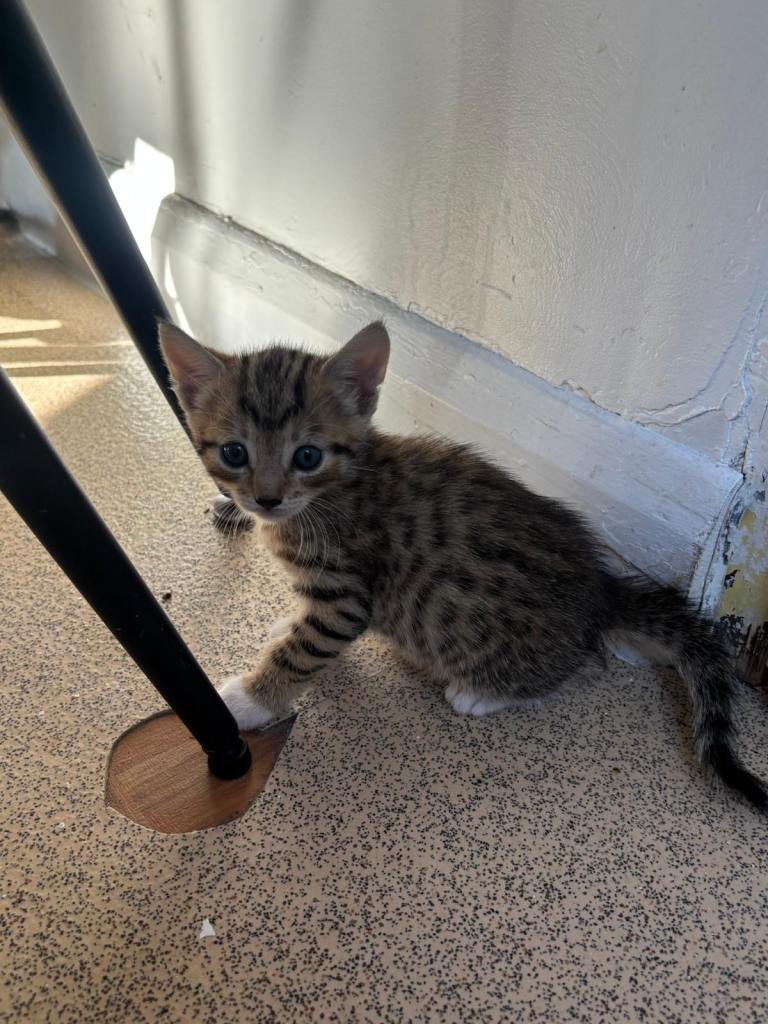 Cats for sale