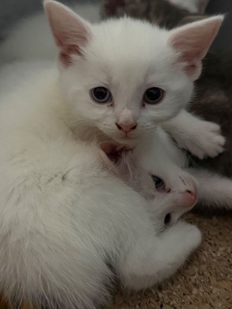 Pure White Kittens