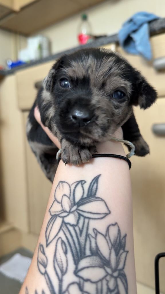 🐾 Beautiful Mixed Breed Puppies – Dachshund × Cockapoo × Chihuahua × Jack Russell 🐾