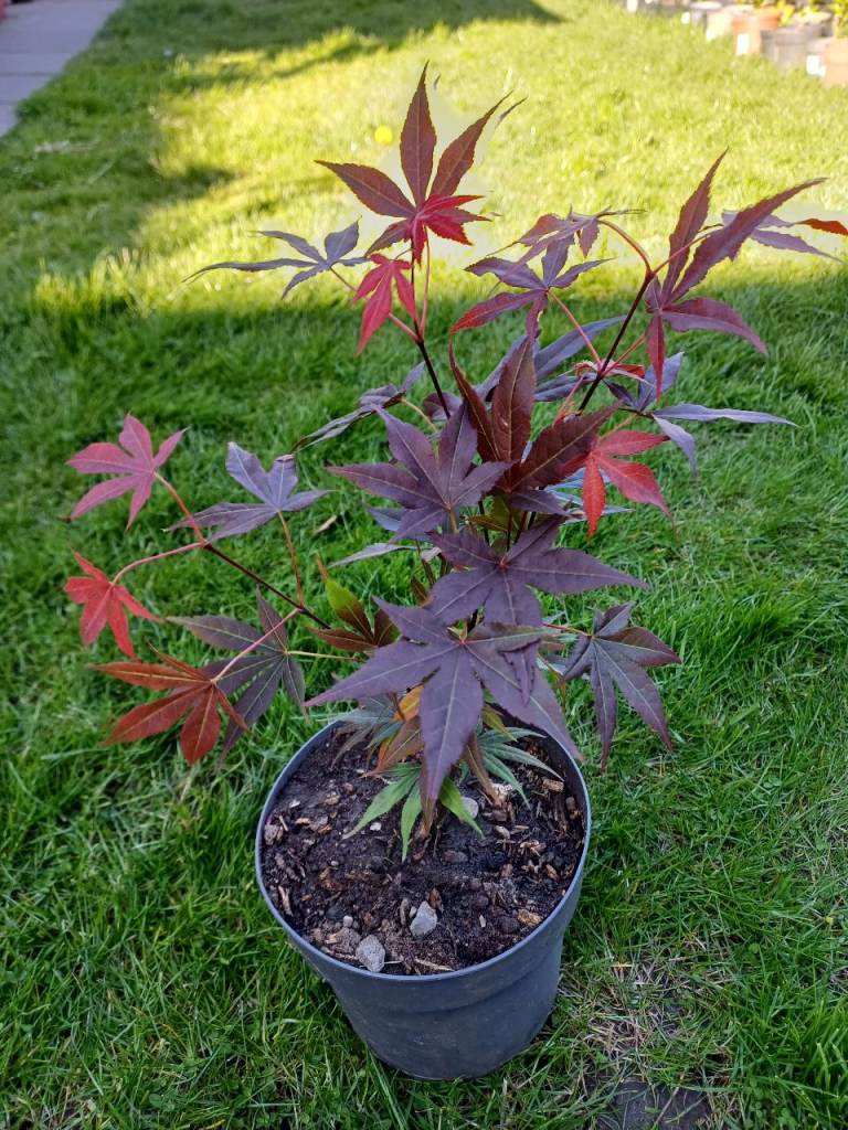 Red Acer plants