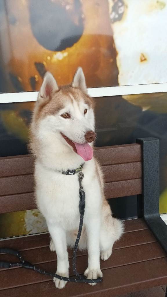 Siberian husky