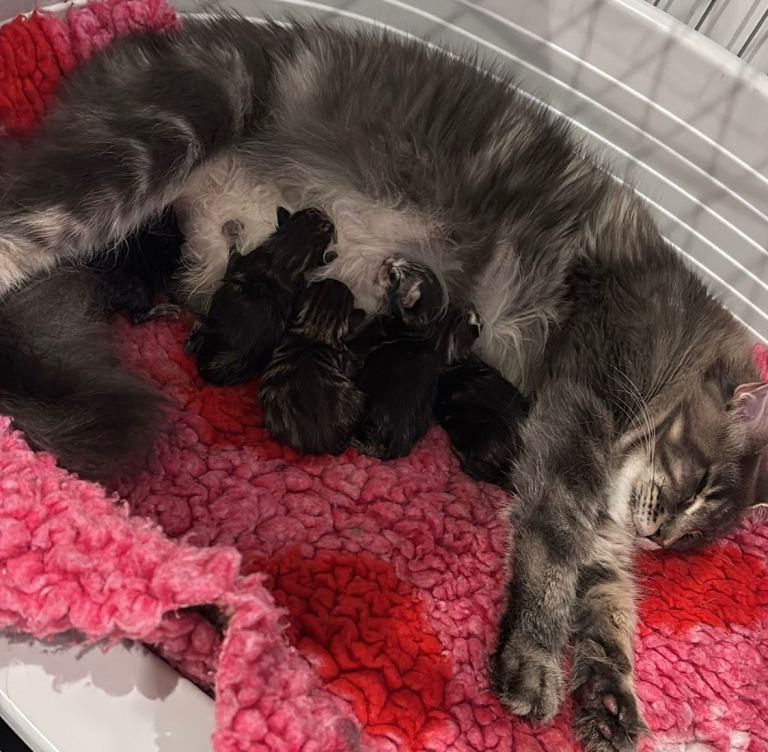 MAINECOON X BENGAL KITTENS 
