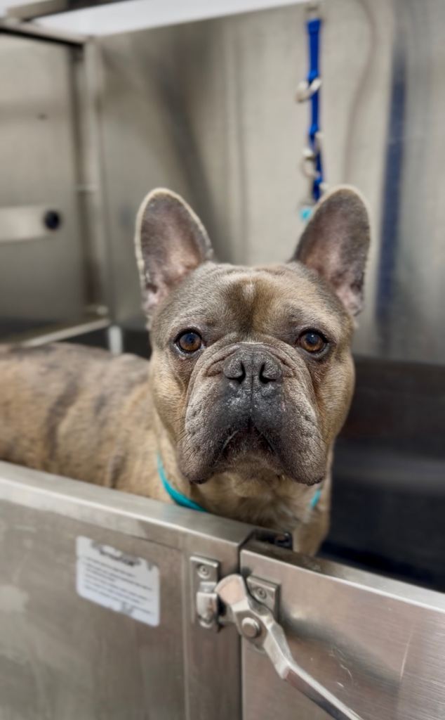 Chocolate Merl French Bulldog