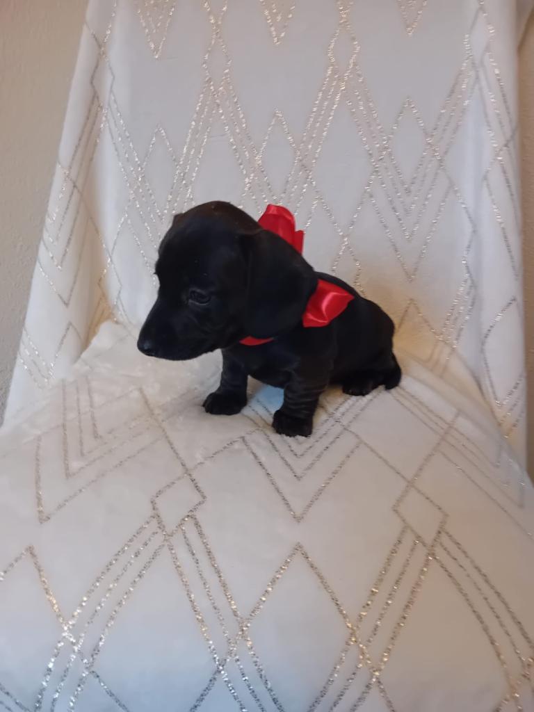 Dachshund puppies for sale