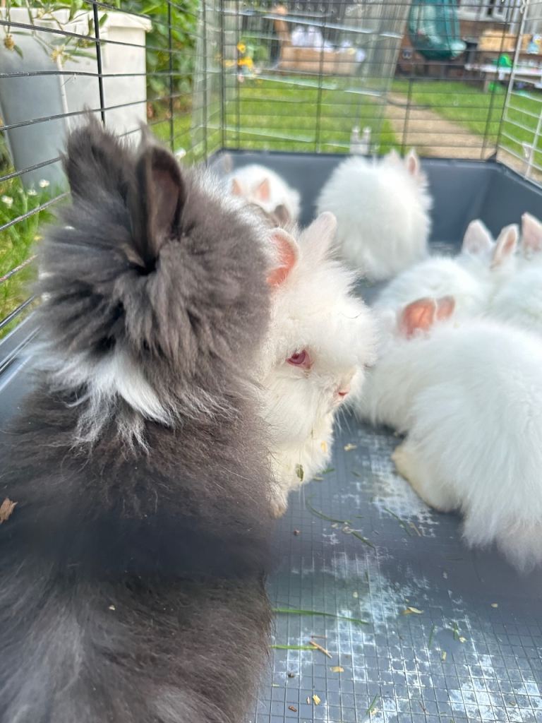 Lionhead bunnies 