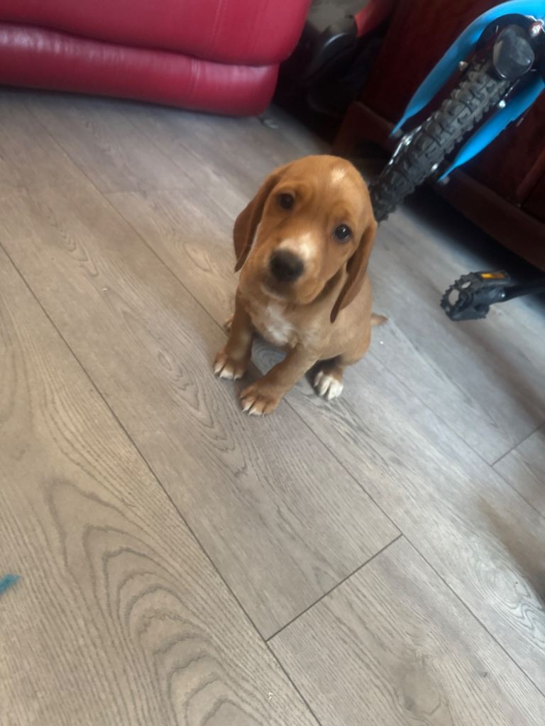 cocker spaniel x labrador puppy’s 