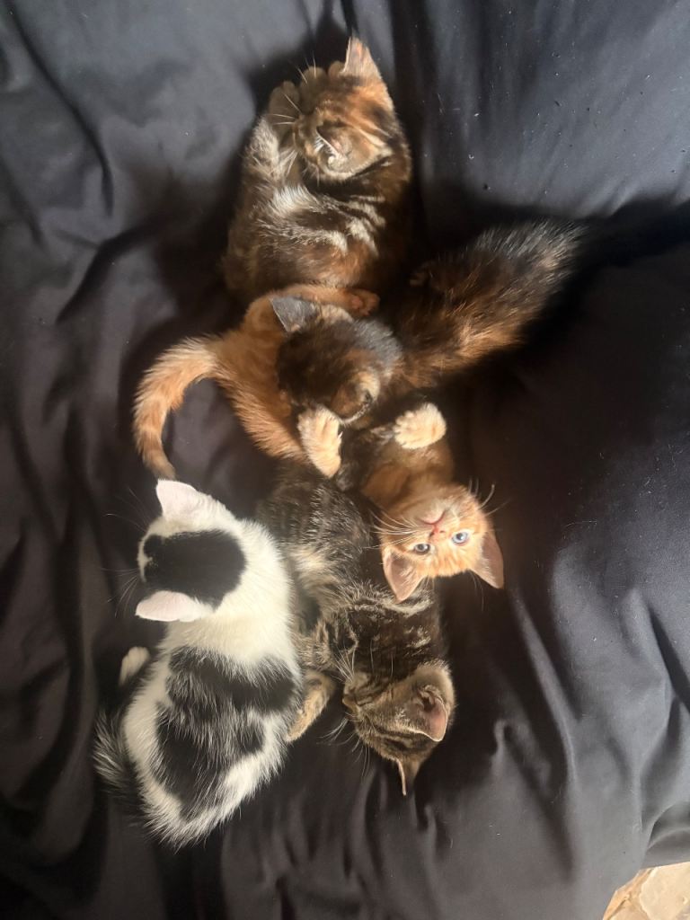 Kittens 