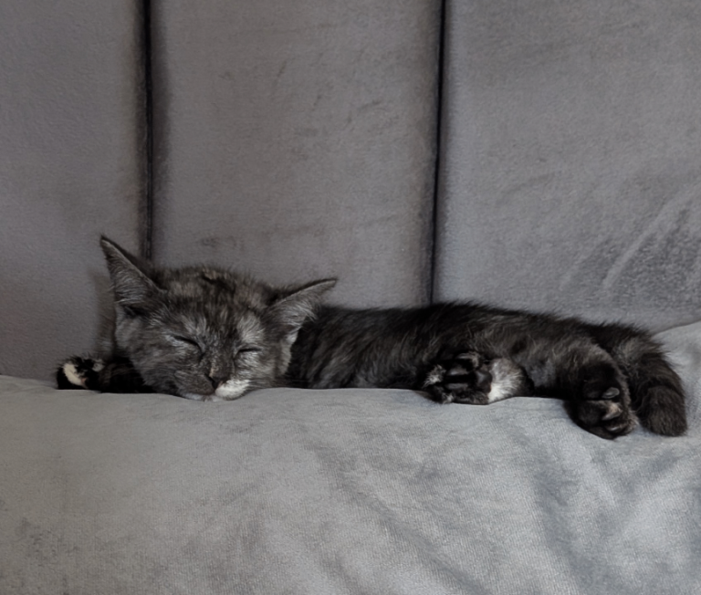 Half Persian female kitten 