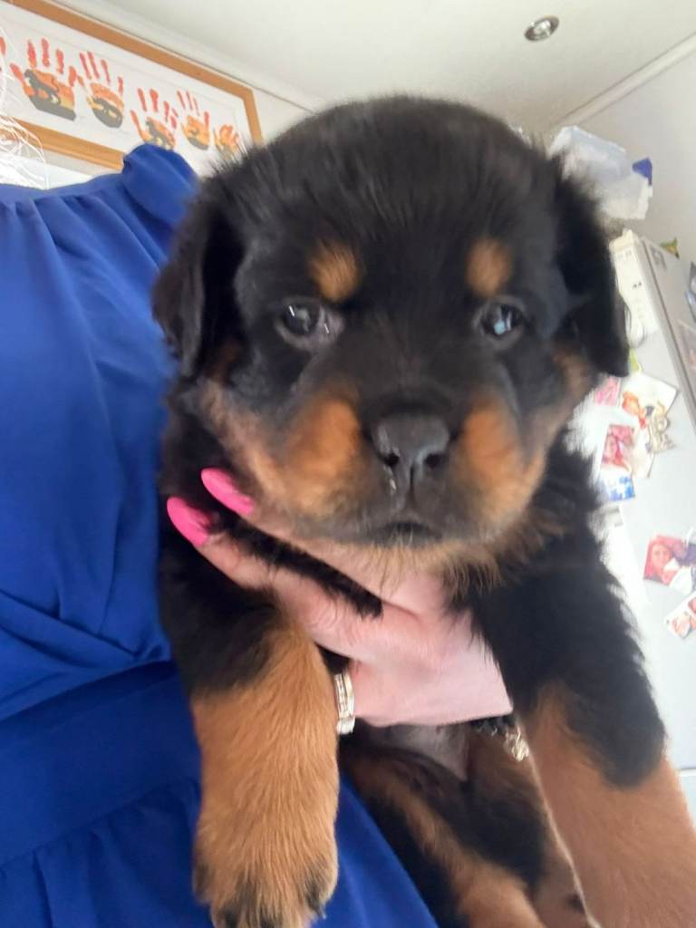 Pedigree rottweiler puppys