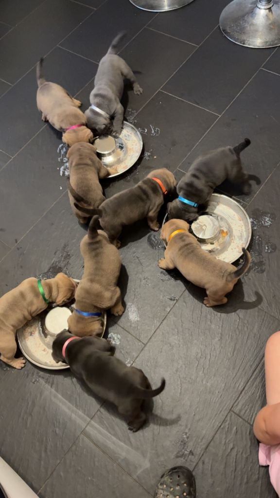 Bull pei puppys