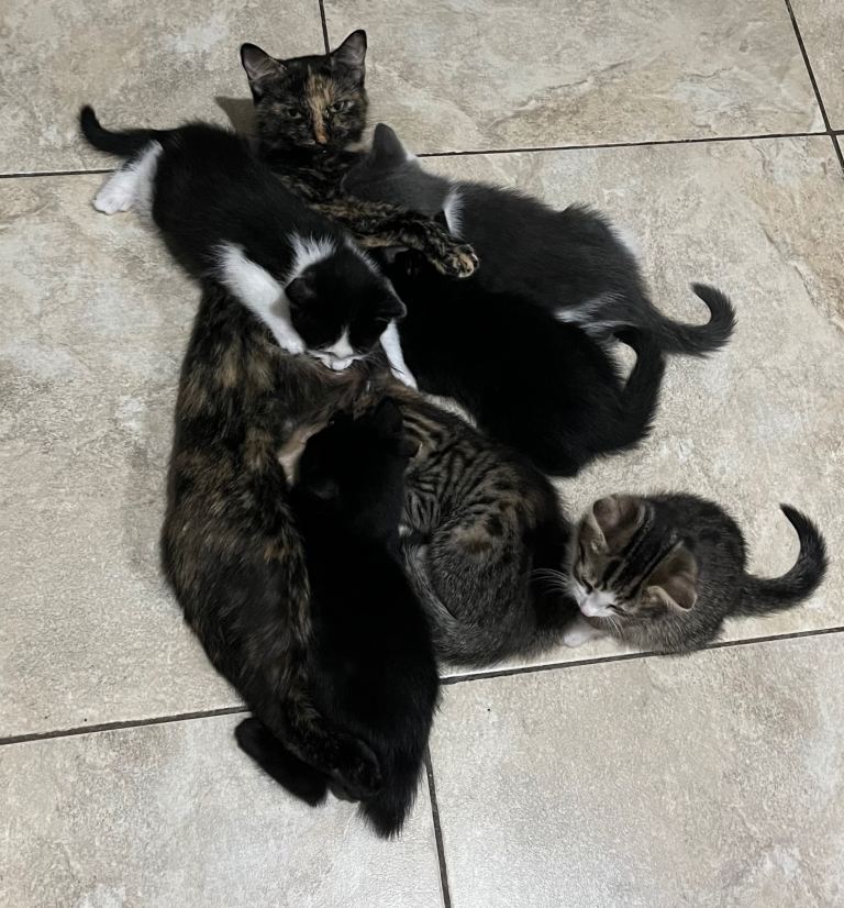 2 Beautiful, Loving Kittens Ready For Loving Homes – 8 Weeks Old