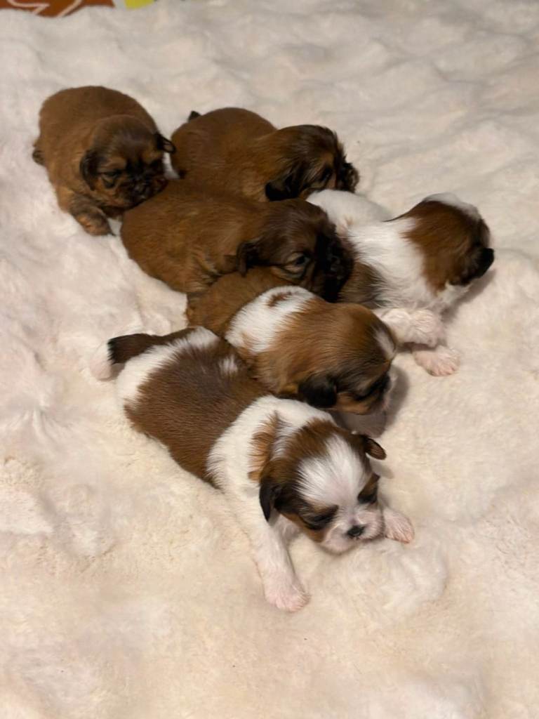 Shih tzu puppies 