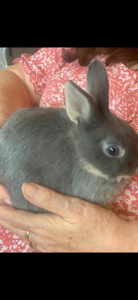Baby Netherland Dwarf Rabbits  