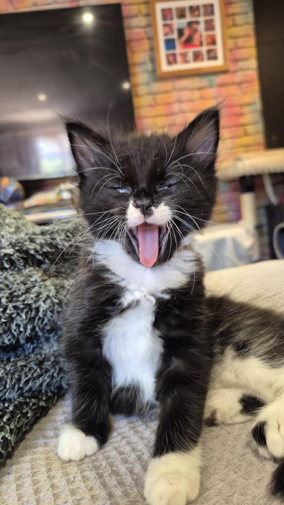 Mainecoon cross ragdoll  price maybe negotiable 