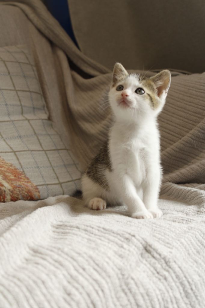 Kittens 