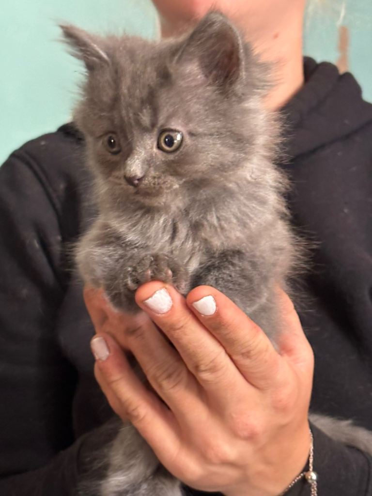 Grey kittens for sale