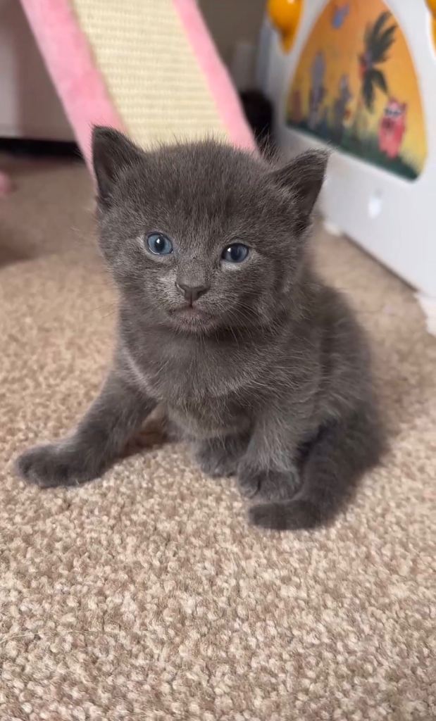 Adorable ragdoll mix kittens