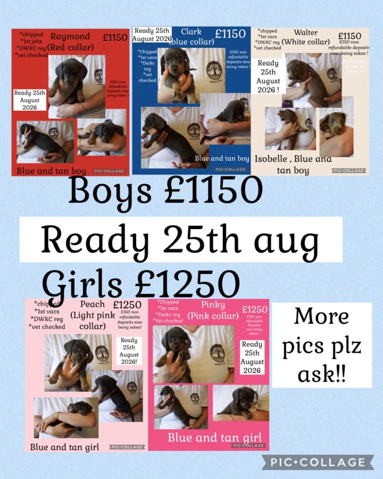 REDUCED Miniature Dachshund puppy’s ready 25/08/26 
