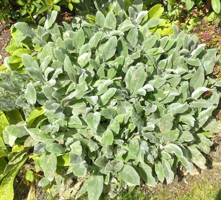 Free Lambs Lugs plants. Already dug up. 