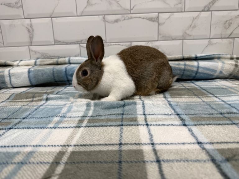 Baby Dutch Rabbits For Sale