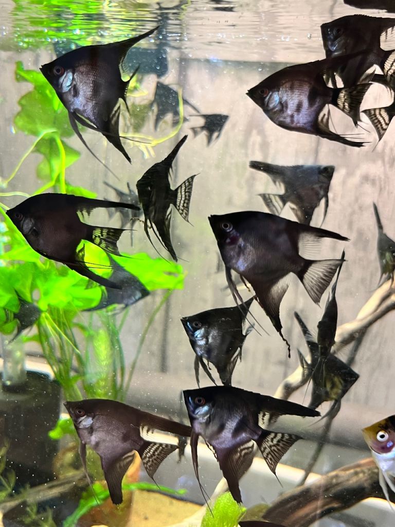 Tropical fish