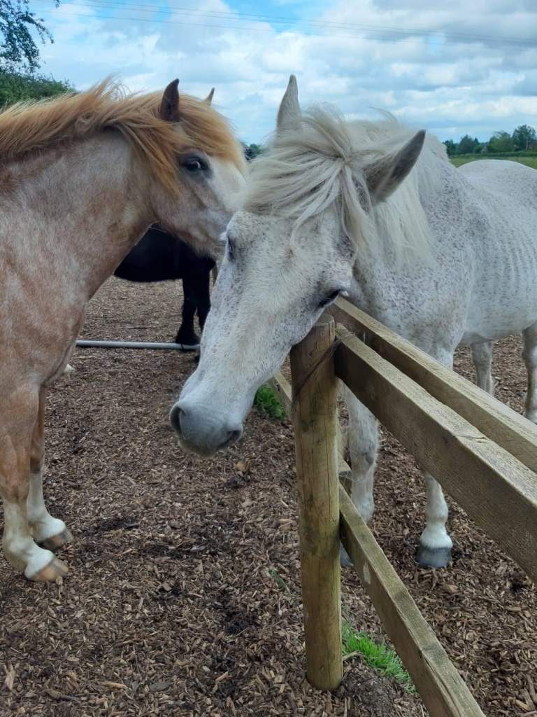 Well rotted horse manure 