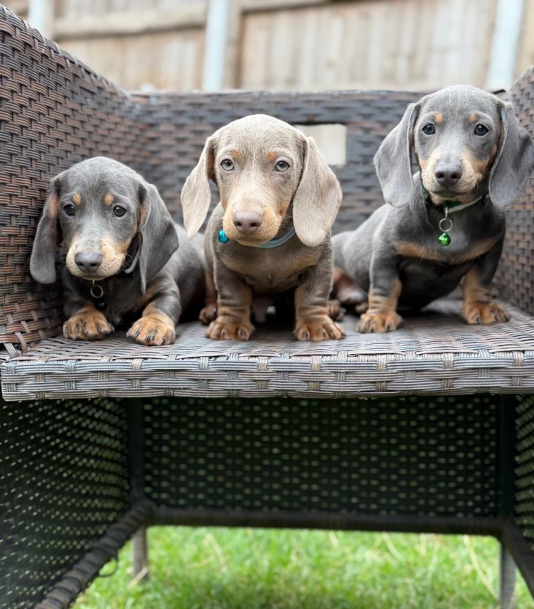 Miniature dachshund puppies 