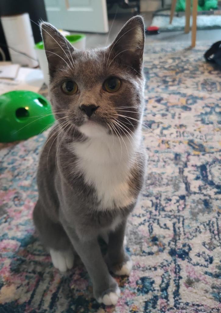 Harness-trained cat (2yrs) for rehoming