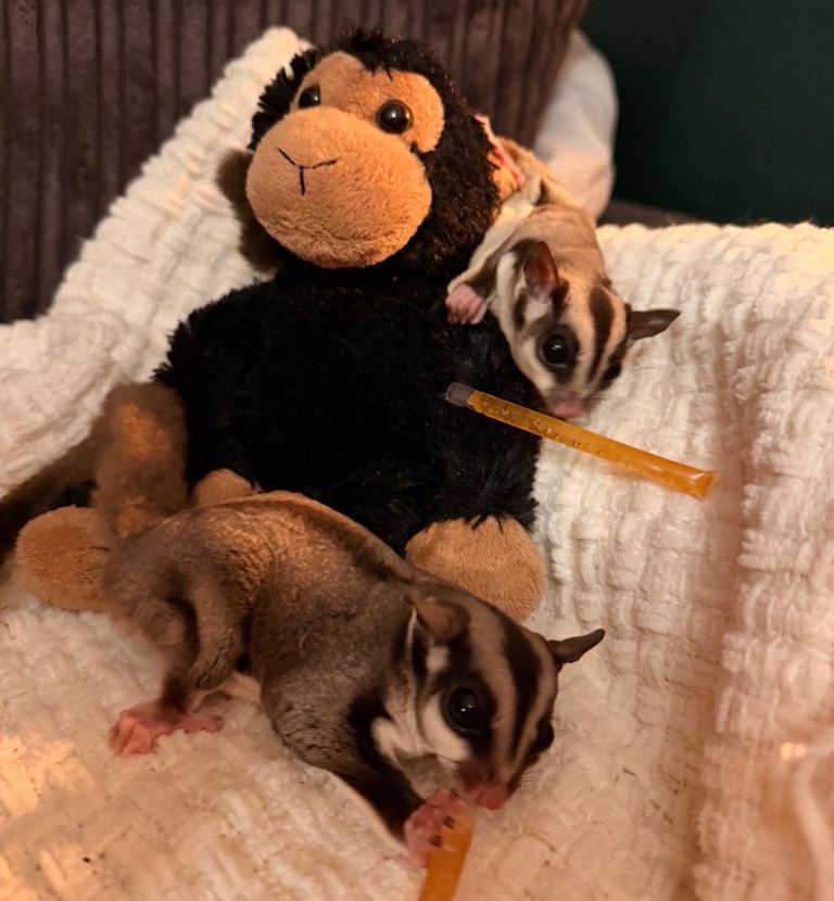 1yr old sugar gliders