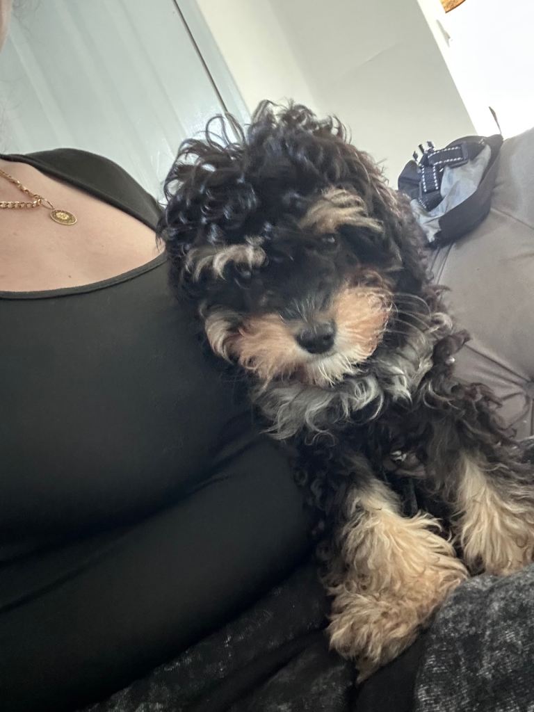 Cavapoo puppy male 