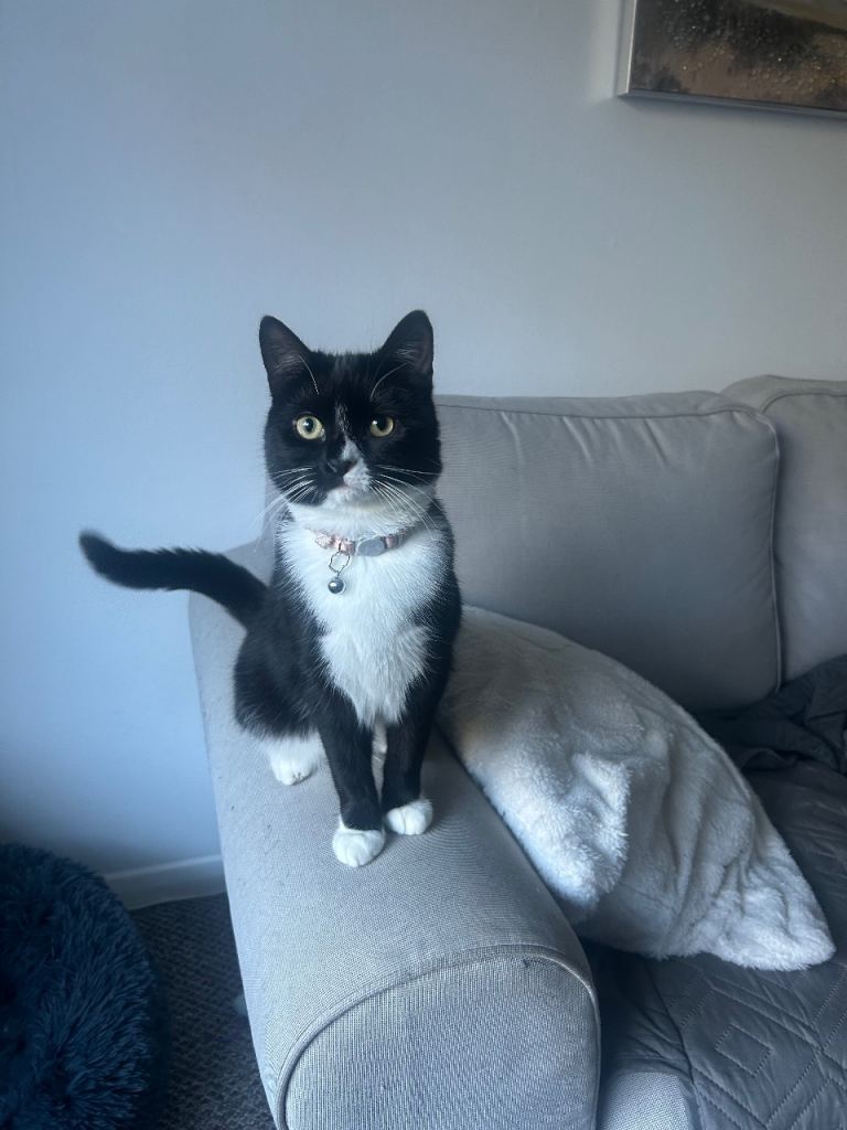 Tuxedo cat rehome