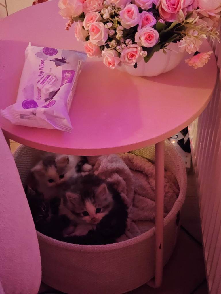 Pretty Persian cross kittens