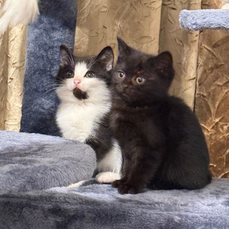 Charming Kittens Looking for Loving Homes! 🐾