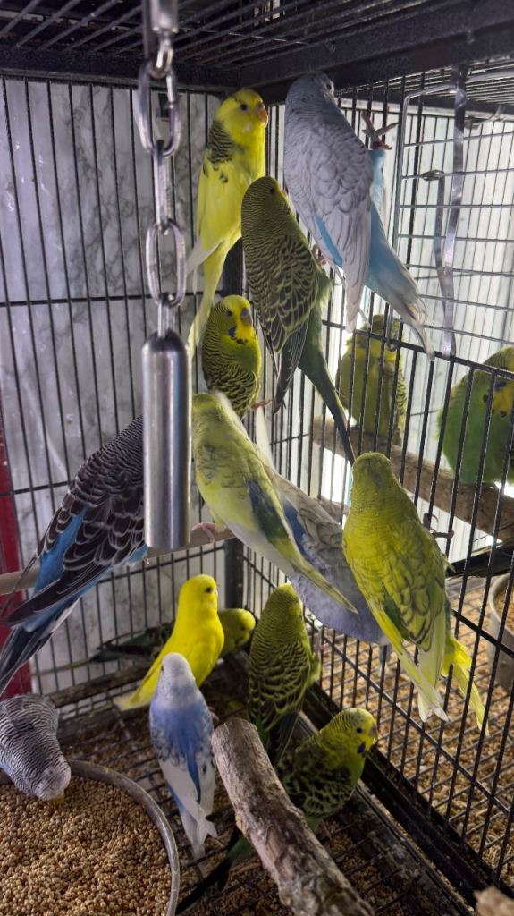 Budgies Glasgow 
