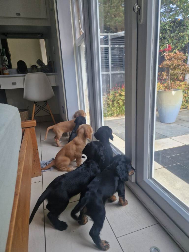 Two Cocker Spaniel Puppies remaining