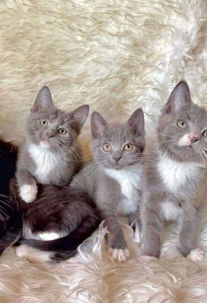Grey Kittens