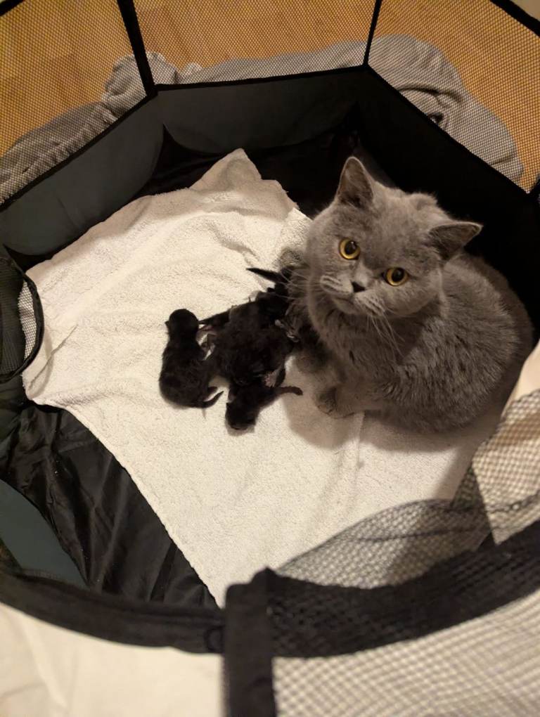 Adorable British Shorthair (BSH) 1 Male 1 Female Kitten - Ready in April