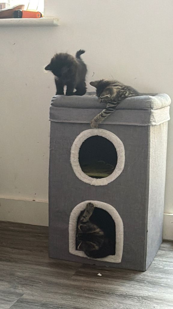 Stunning fluffy British Longhair X Well Socialised Kittens