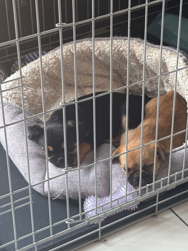 The last 2 of 6 Rare adorable small breed puppies left