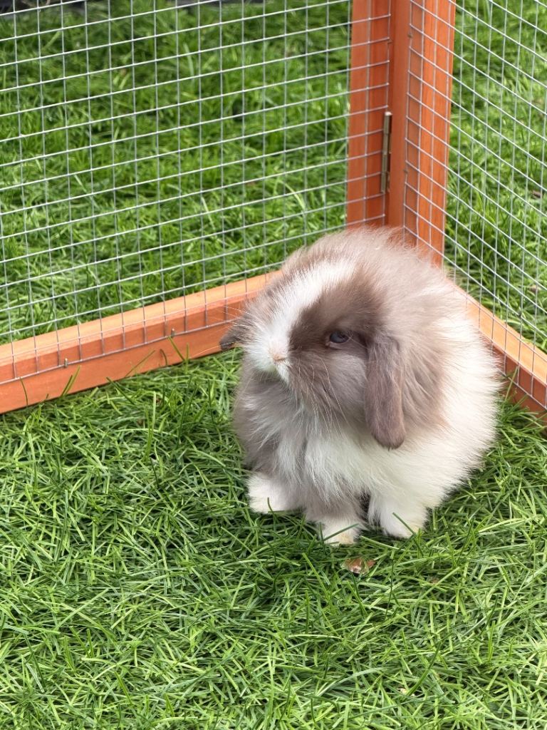 Bunnies