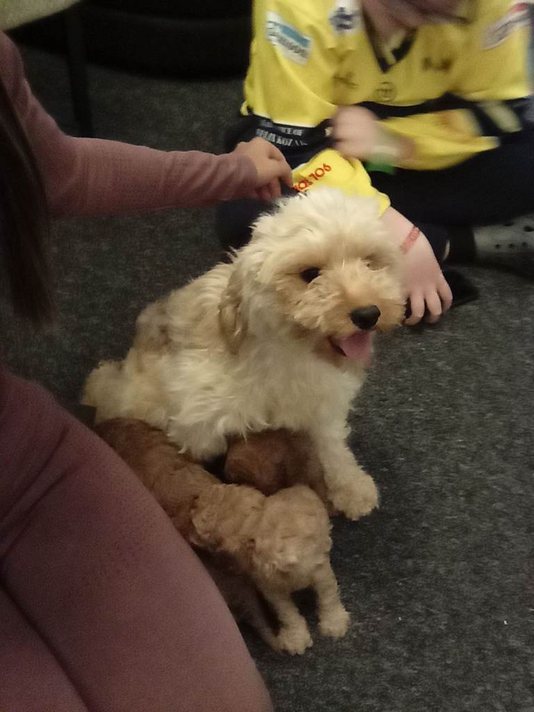 Cavapoo f1b