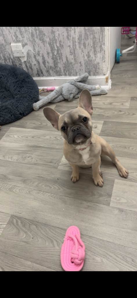 Frenchie puppy 