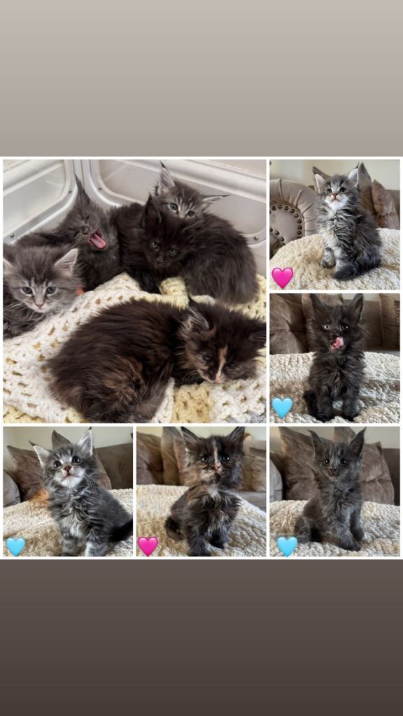 Maine coon kittens