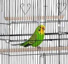 Looking for unwanted Budgies