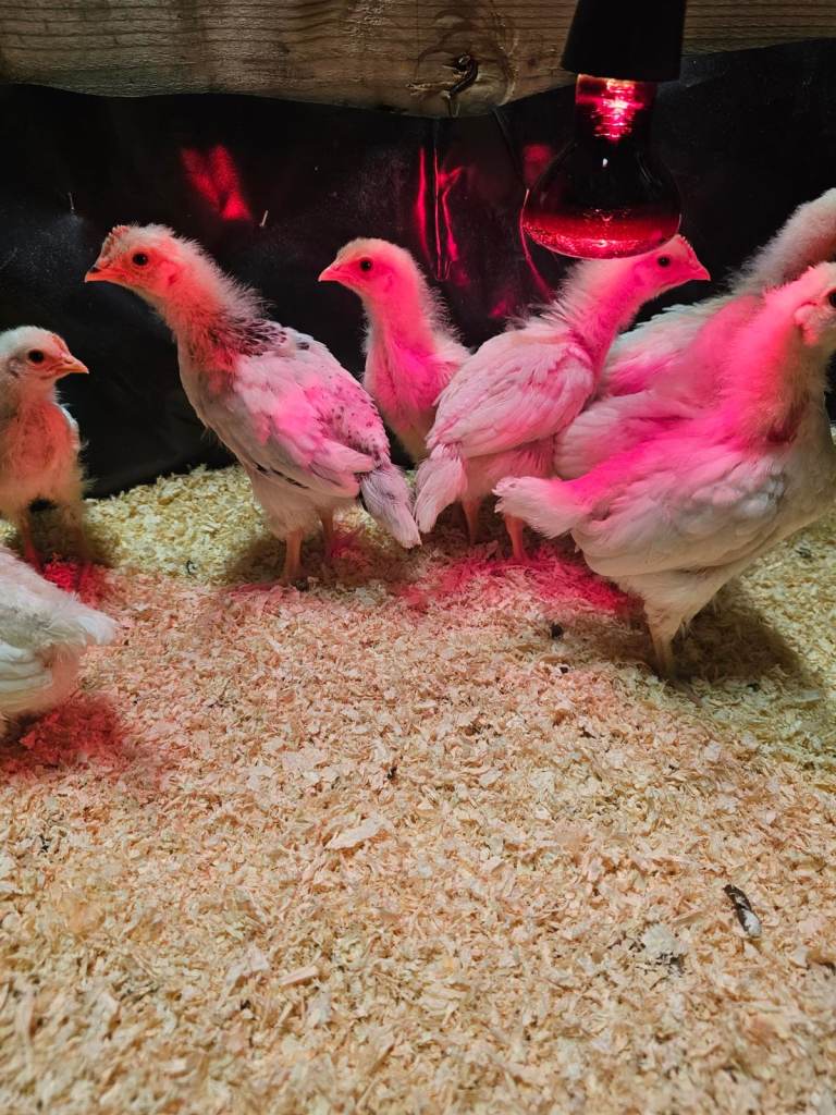 8 Healthy Young Chicken Chicks – £8 Each – Ready Now