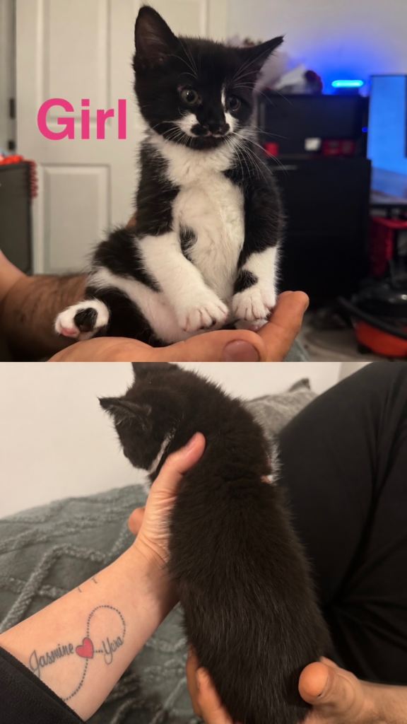 🐾 Kittens for sale 🐾