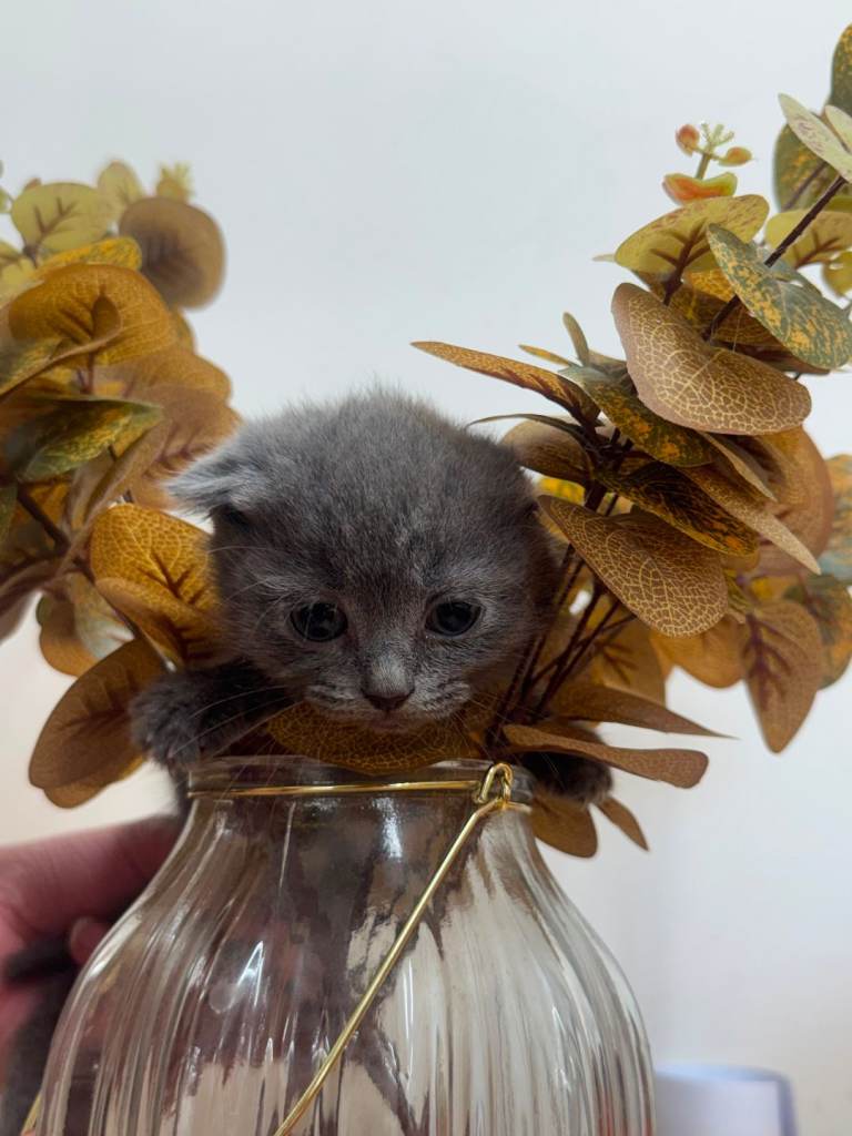 Kitten BHS
