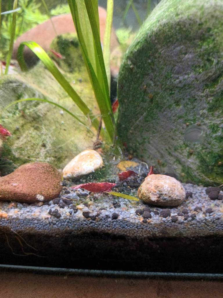 Aquarium Shrimps and snails for sale