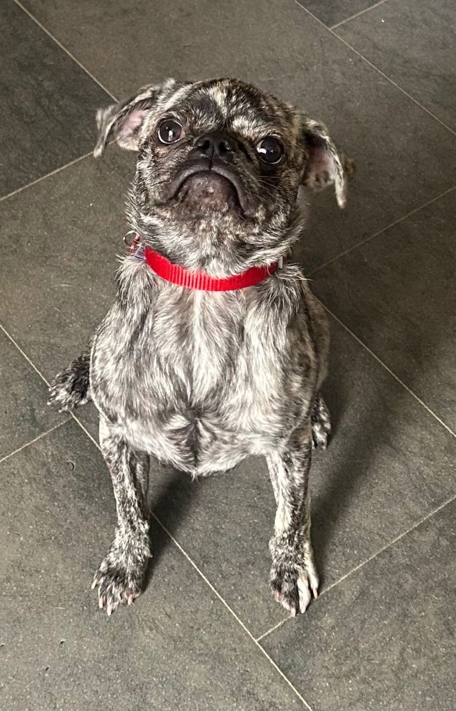 Beautiful frug female 